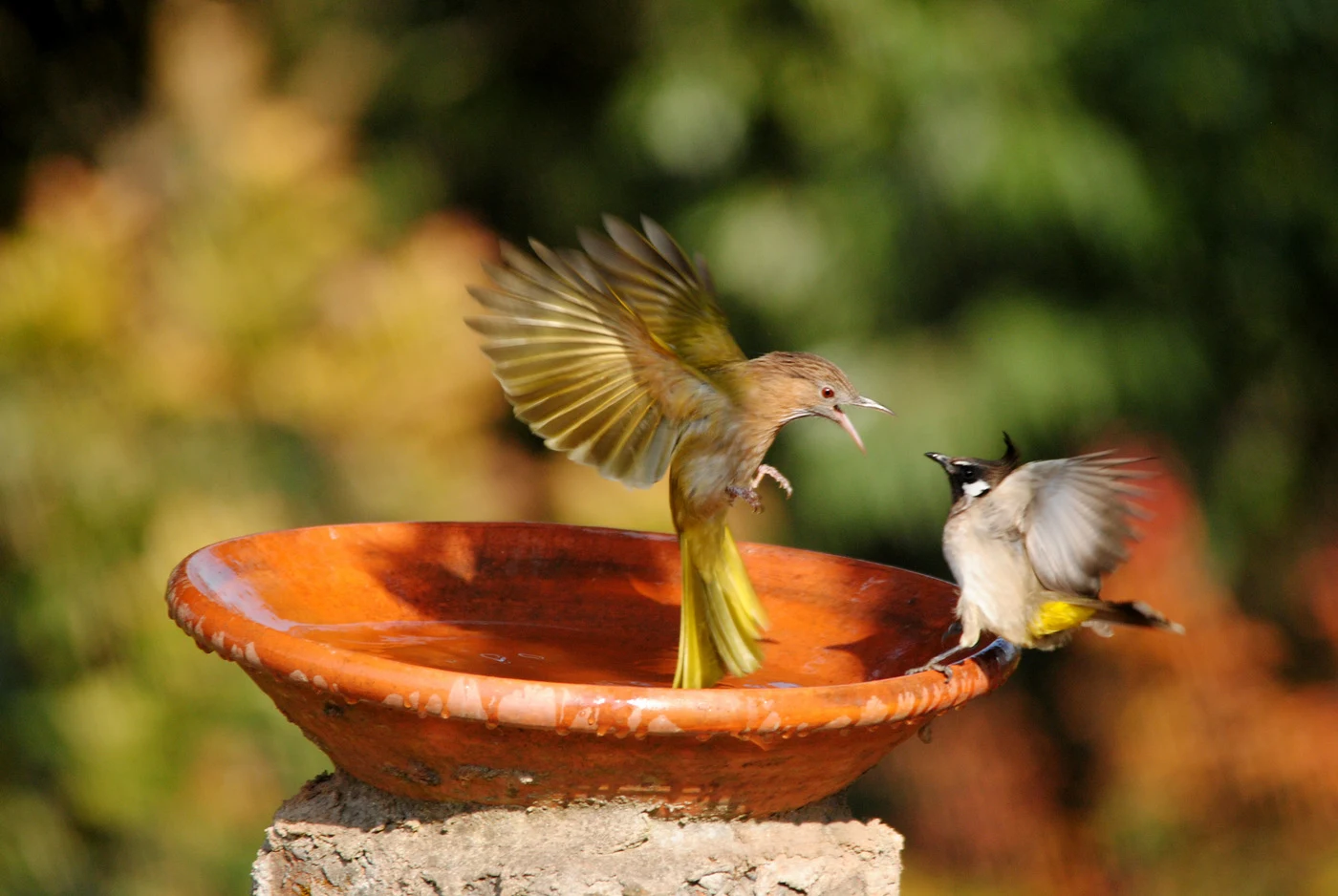 Bird
