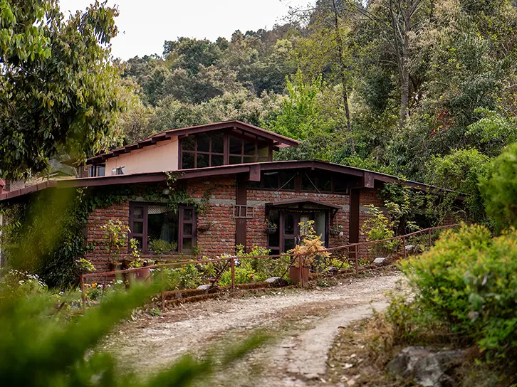 Guided forest walk through the Misty Mountains estate