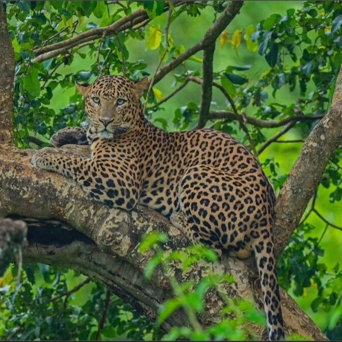 Wildlife of Misty Mountains, Jhaltola: Which Wild Animals Live in the Forests of Kumaon?