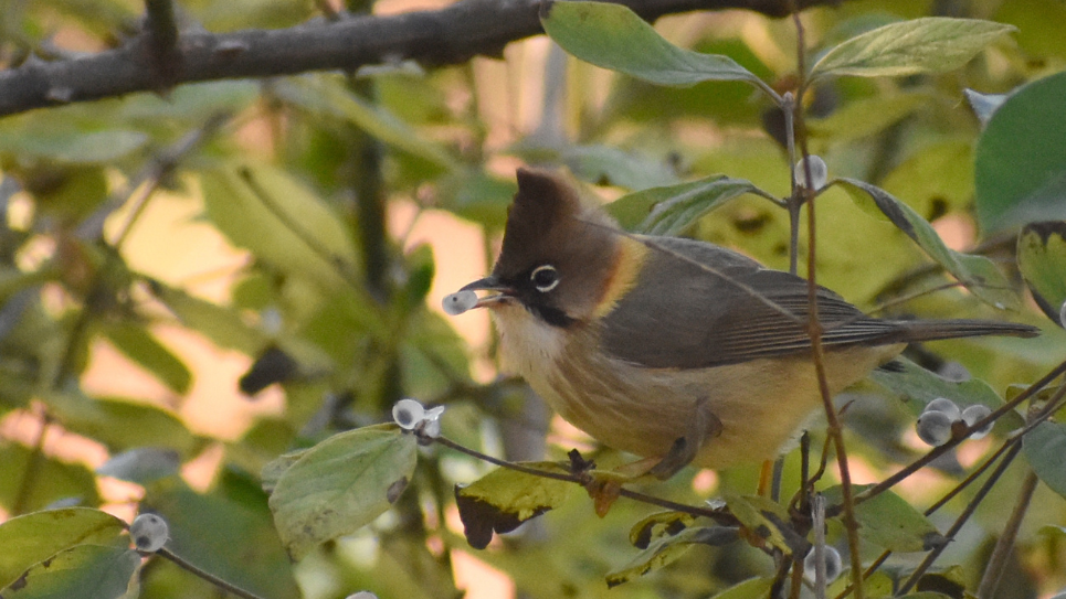 Top 5 Bird Species and Flora That Thrive in Jhaltola & 1000-Acre Private Forest