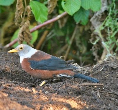 Birdwatching & Flora: Exploring the 1000-Acre Living Classroom of Jhaltola