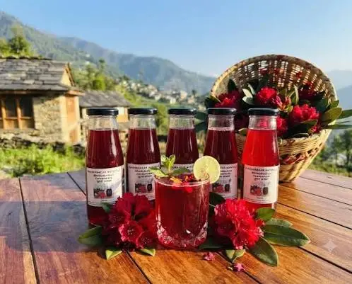 A Sip of the Sun: Why Buransh Juice is the True Elixir of the Kumaon Hills