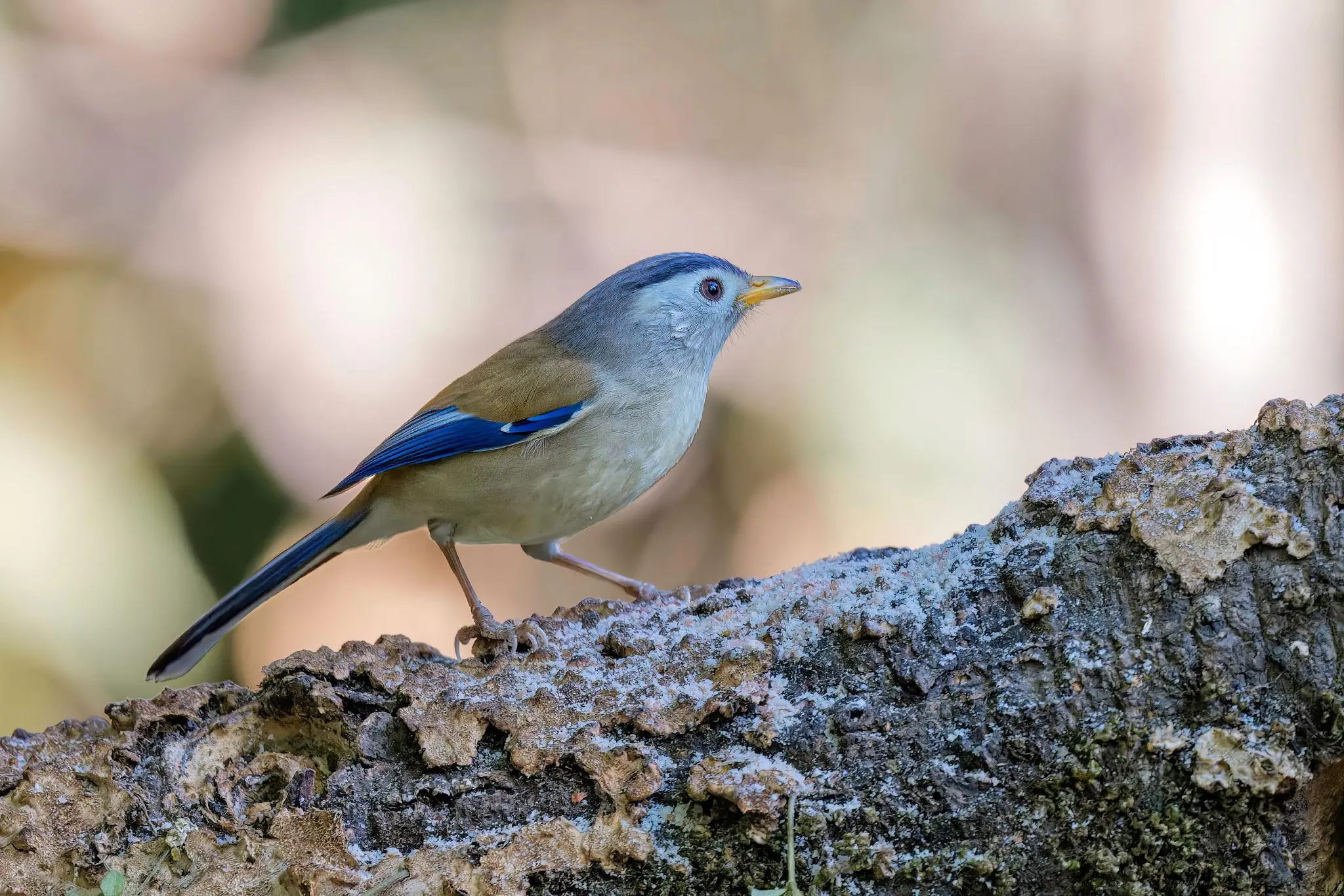 A Birdwatcher's Guide to Kumaon: Discover the Beauty Hidden in the Trees