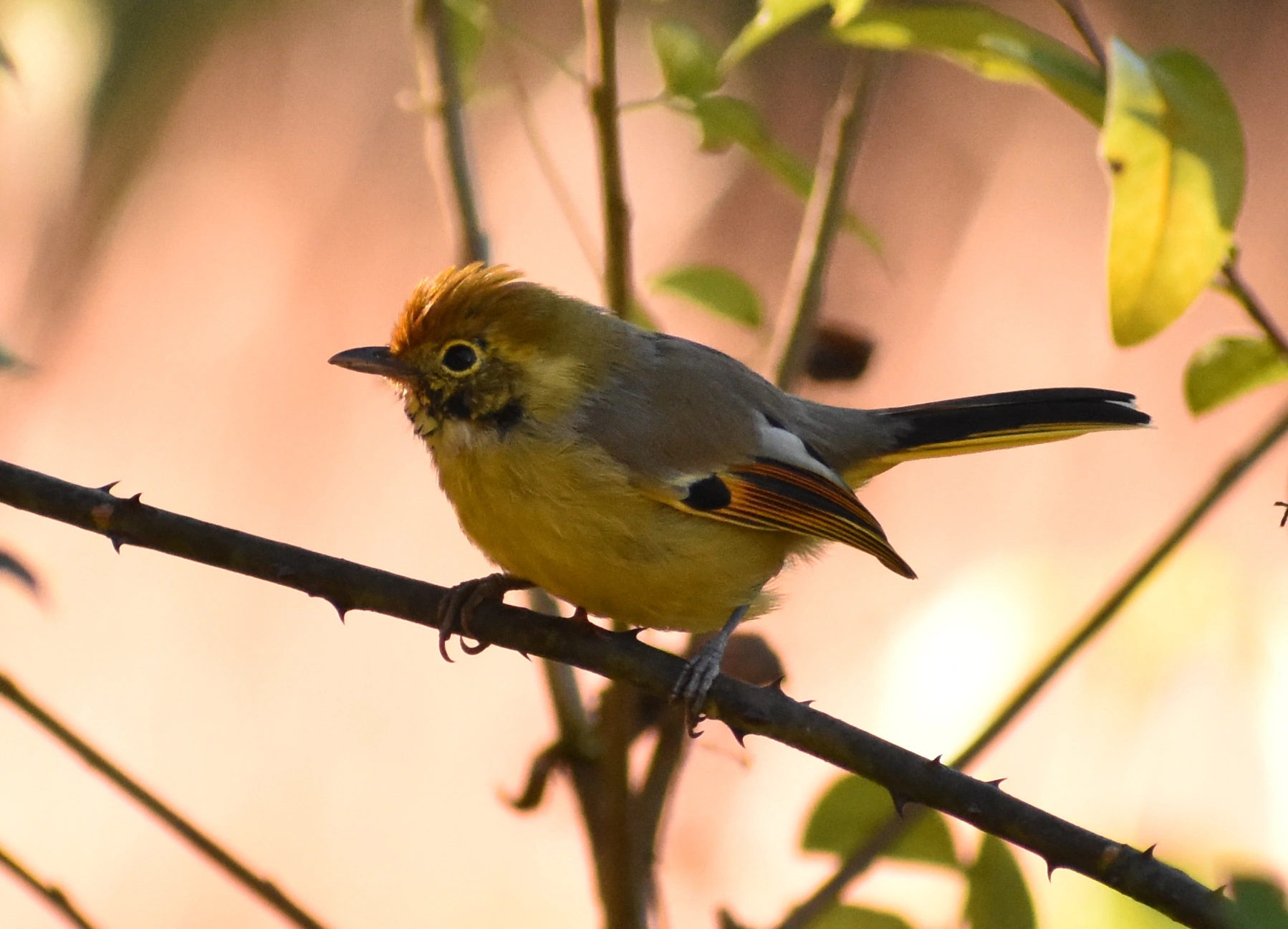 Birdwatching in Chaukori: Discover the Birds of the Kumaon Himalayas
