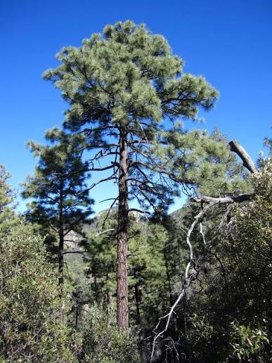 What the Oak Trees Know: Stories from the Ancient Forest Buffer of Jhaltola