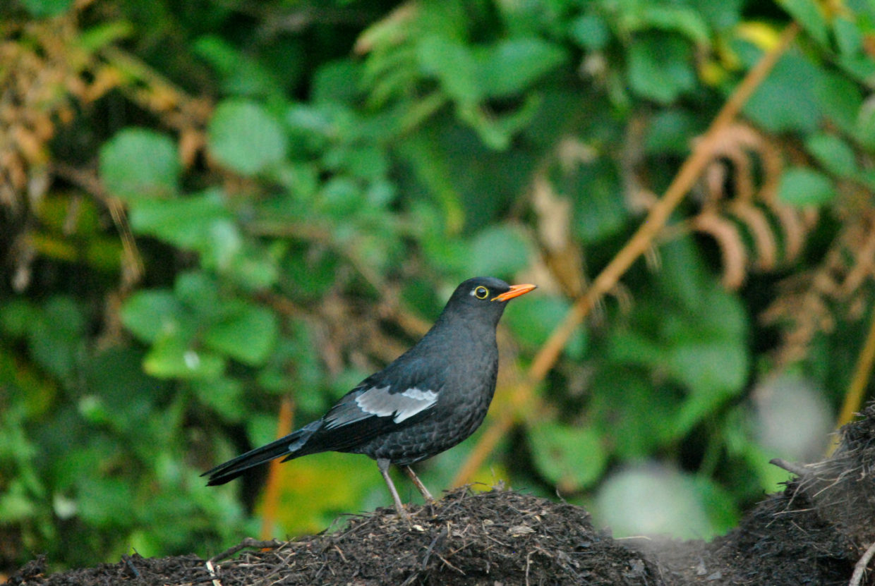 grey winged blackbird birding @ misty mountains homestay jhaltola