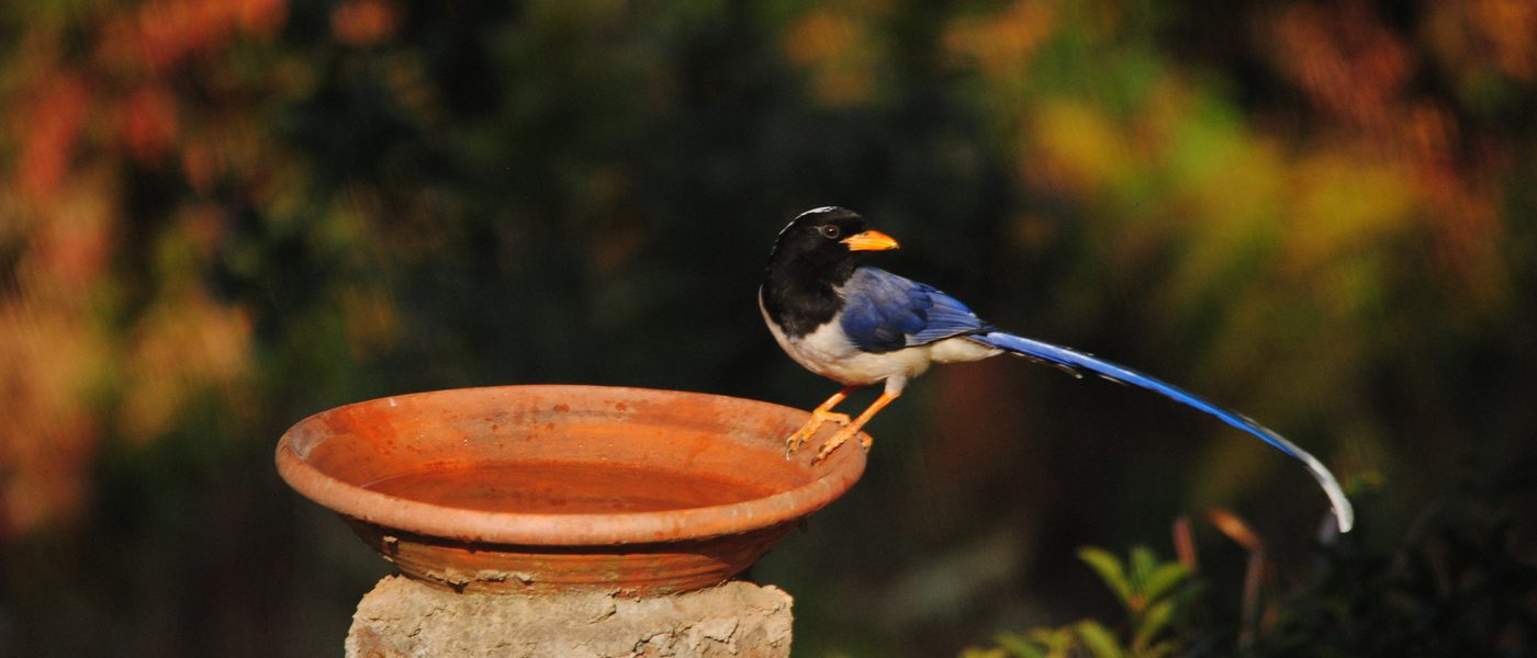 red billed magpie Misty Mountains Jhaltola